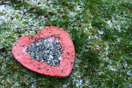 Birdseed in the snowの写真素材