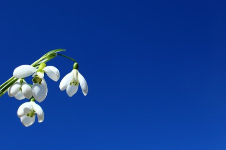 Snowdrops in front of the blue skyの写真素材
