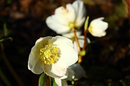 christmas roseの写真素材