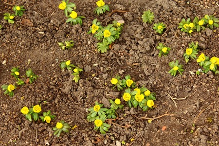 winter aconitesの写真素材