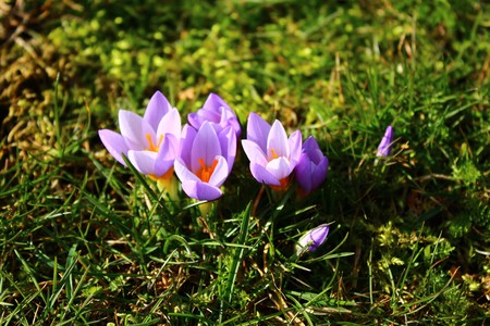crocusの写真素材
