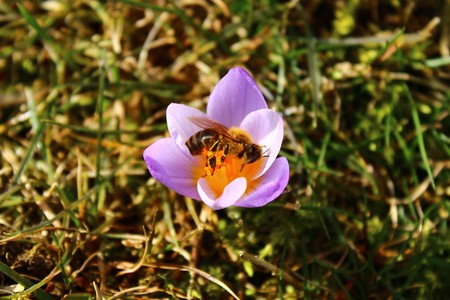 crocus