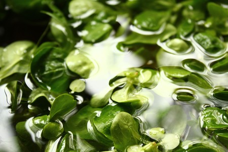 Field salad in the waterの写真素材