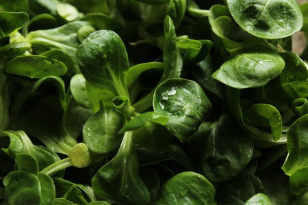 Lamb's lettuceの写真素材