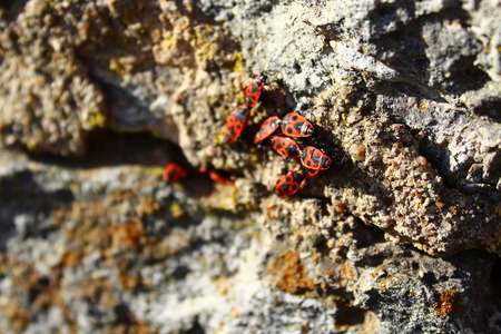 Feuerwanzenの写真素材