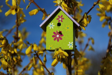 Birdhouse in forsythiaの写真素材