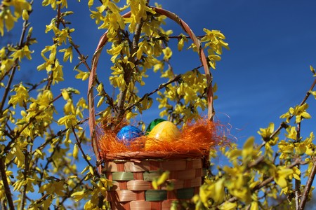 Easter baskets in forsythia