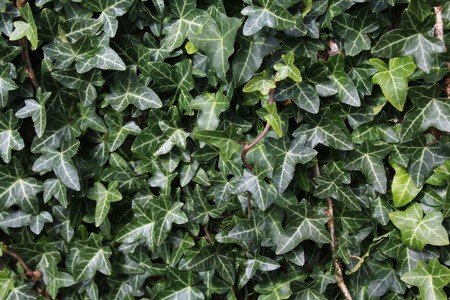 Ivy leavesの写真素材