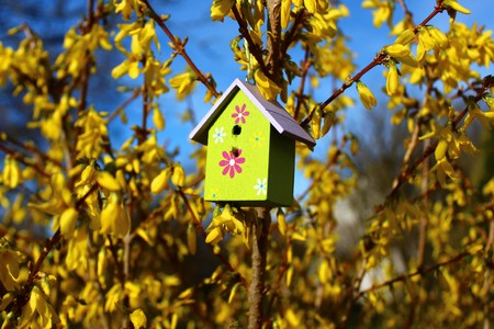 Birdhouse in forsythiaの写真素材