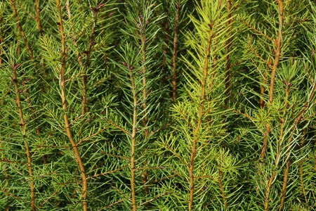 Small trees