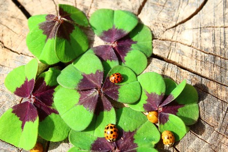 Lucky clover and ladybugsの写真素材