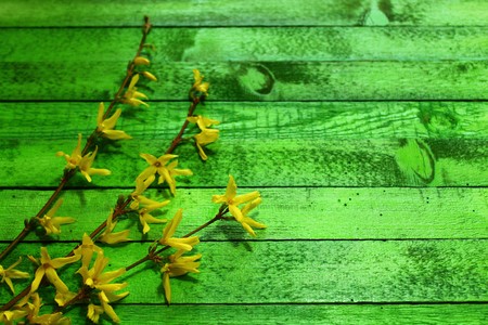 Forsythia on green wooden boardsの写真素材