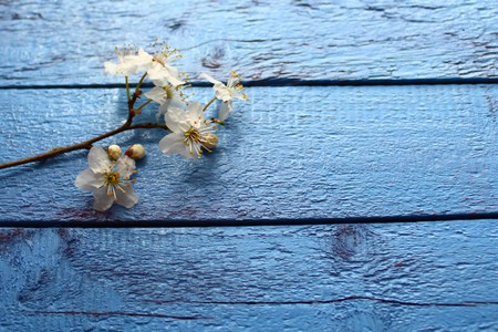 White flowers on a blue wooden background