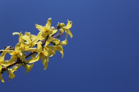 Forsythia in the gardenの写真素材