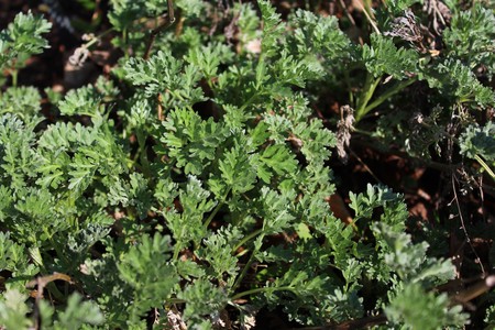 wormwoodの写真素材