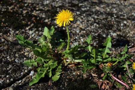 dandelionの写真素材