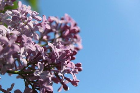 lilacの写真素材