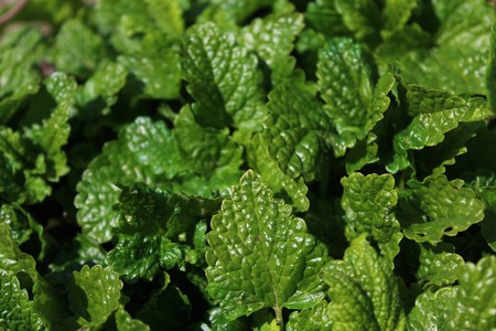 lemon balm in the garden