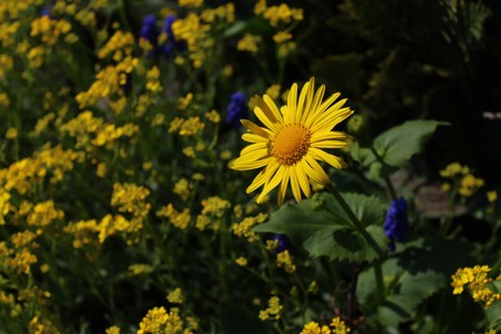 flowers in the gardenの写真素材