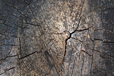structure of a tree trunkの写真素材