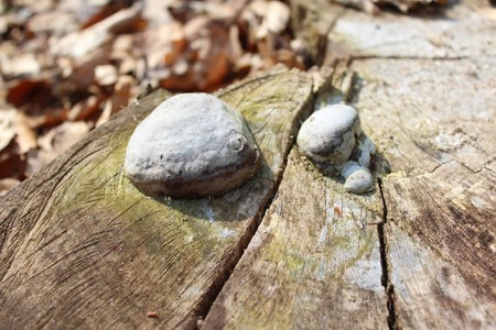 mushroom in the forest