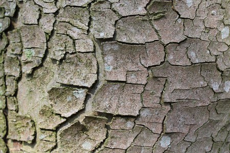 bark of a treeの写真素材