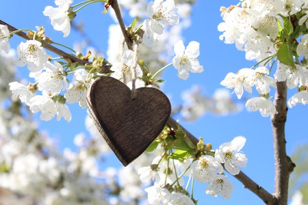 wooden heart in the blossoming cherry treeの写真素材