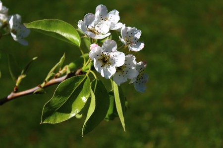 blossoms of a pear treeの写真素材
