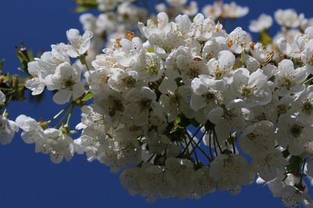 cherry blossoms in the springの写真素材