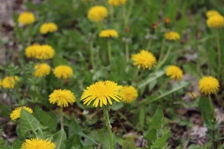 dandelion in the gardenの写真素材