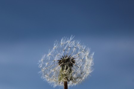 Dandelion in the front of the blue skyの写真素材