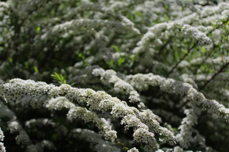 white orange eye in the gardenの写真素材