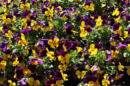 colorful pansies in the gardenの写真素材