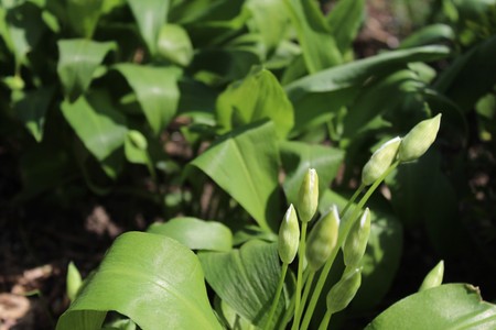 wild garlic with buds in the ground