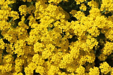 sweet alyssum in the spring