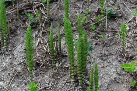 field of horsetails in the forest