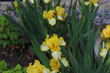 iris field in the spring