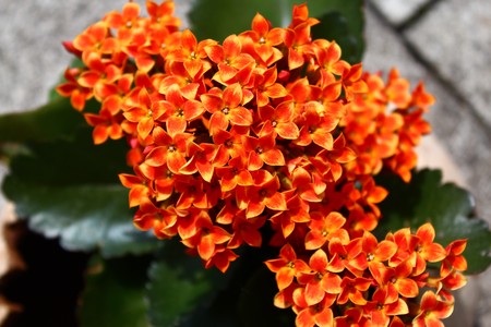 red kalanchoe on a stone floor