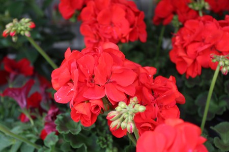 Pelargonium webcap in the garden