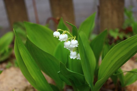 Lily of the valley in the gardenの写真素材