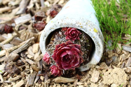 Beautiful houseleek in the gardenの写真素材