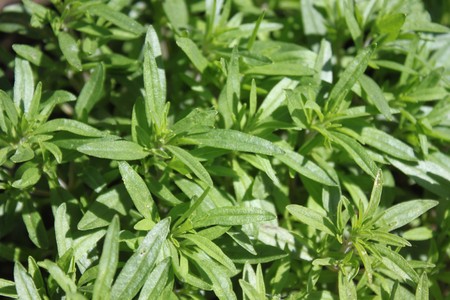 Spicy savory in the gardenの写真素材