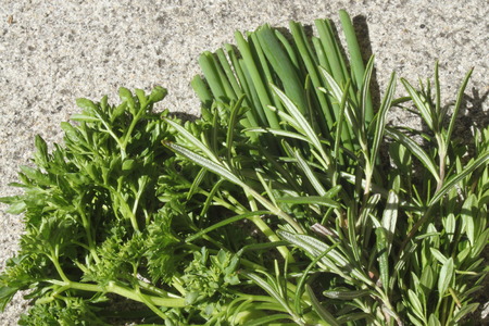 Different herbs from the gardenの写真素材