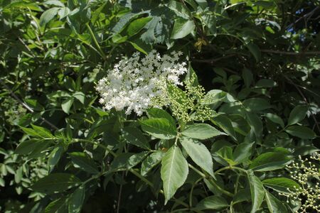 Elder with blossoms in the springの写真素材