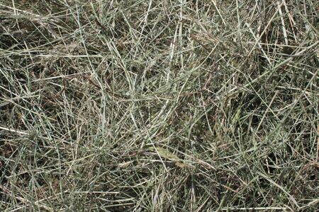 A green background with hay