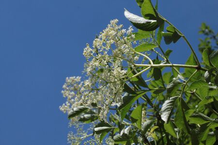 Elder with blossoms in the springの写真素材