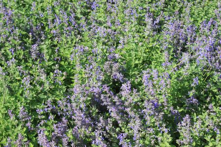 A field of meadow sageの写真素材