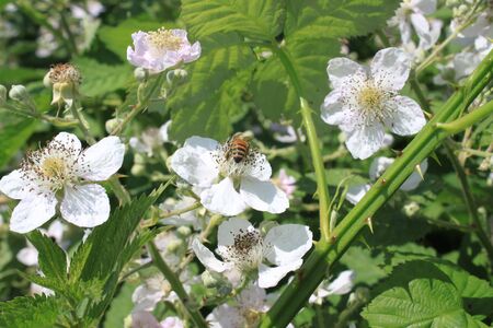 Blackberry bush with many blossomsの写真素材