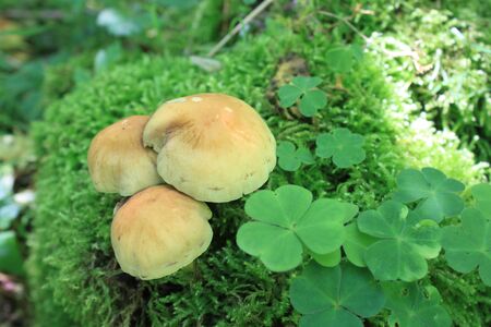 Mushrooms and clover in the forestの写真素材
