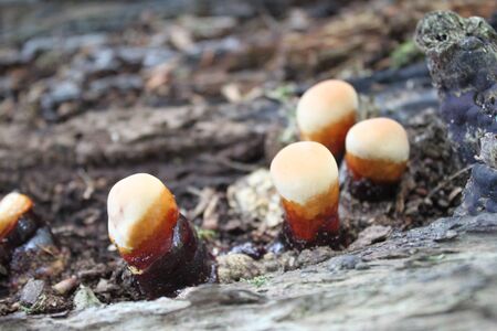 Mushrooms in the forest in the summerの写真素材